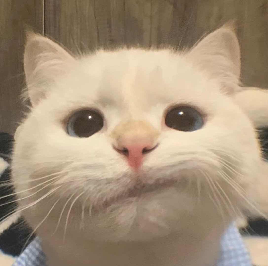 有只小猫