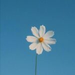 花花