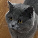 Aki